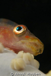 Whip coral goby. Picture taken on the second reef off Neg... by Anouk Houben 